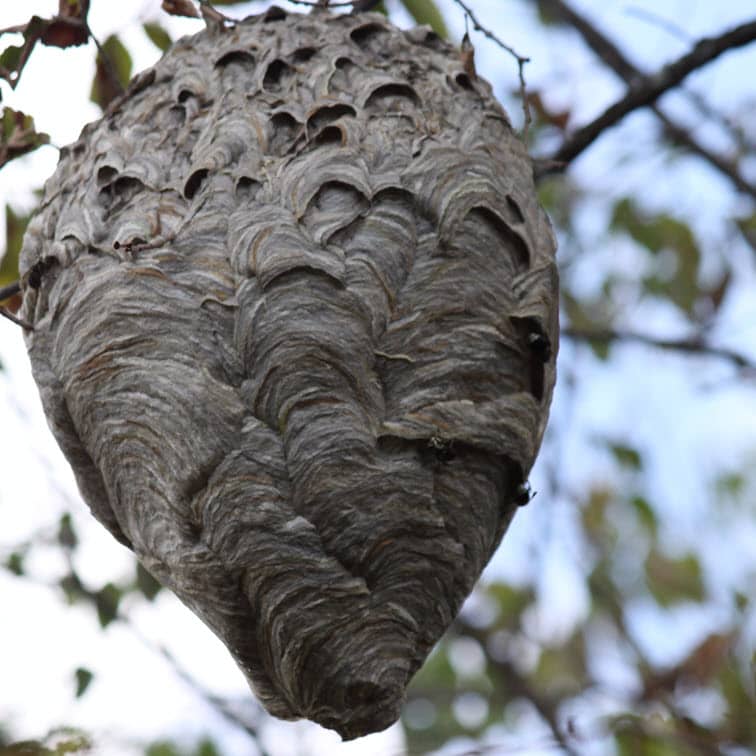 Photo of a hornet nest in a tree.