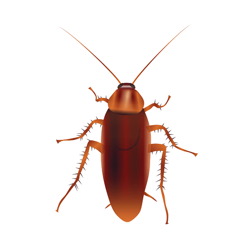 Realistic drawing of an american cockroach