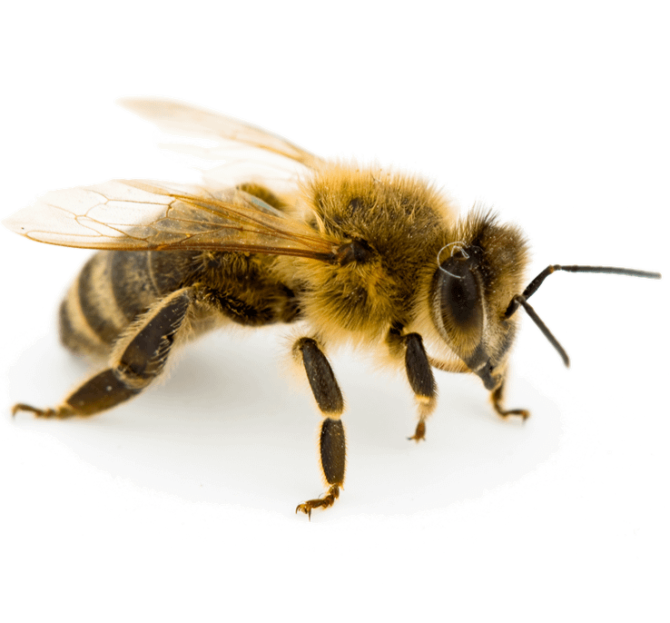 A close-up photo of a honey bee