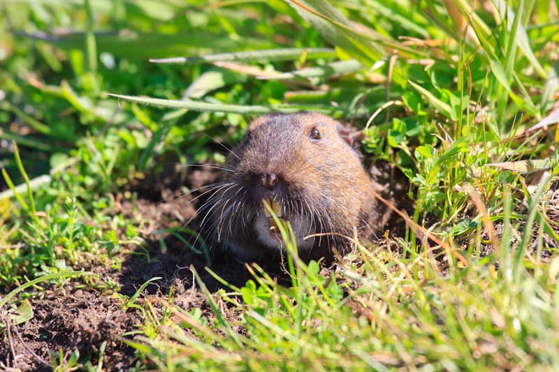 Photo of a pocket gopher peering out from a burrow