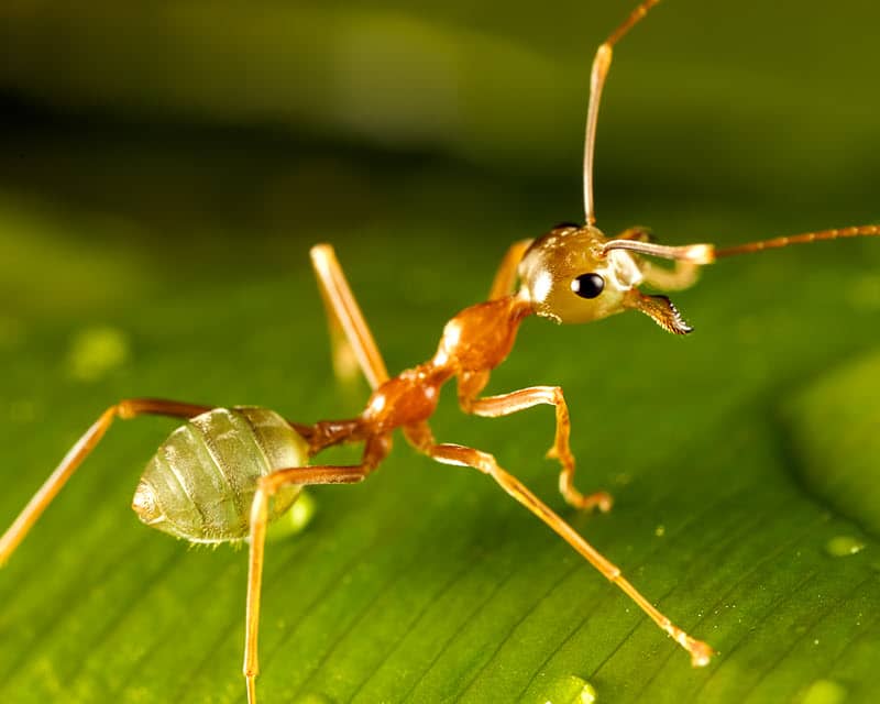 Close-up photo of a pharaoh ant
