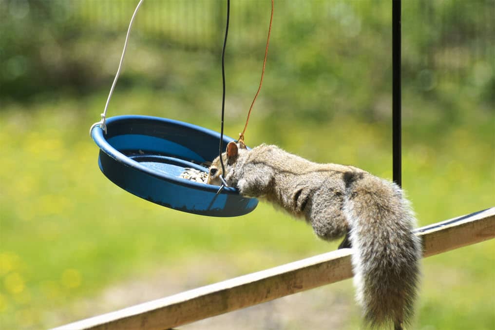 A squirrel reaching from a railing to a bird feeder searching for the last few seeds.
