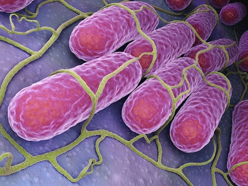 Microscopic illustration of salmonellosis