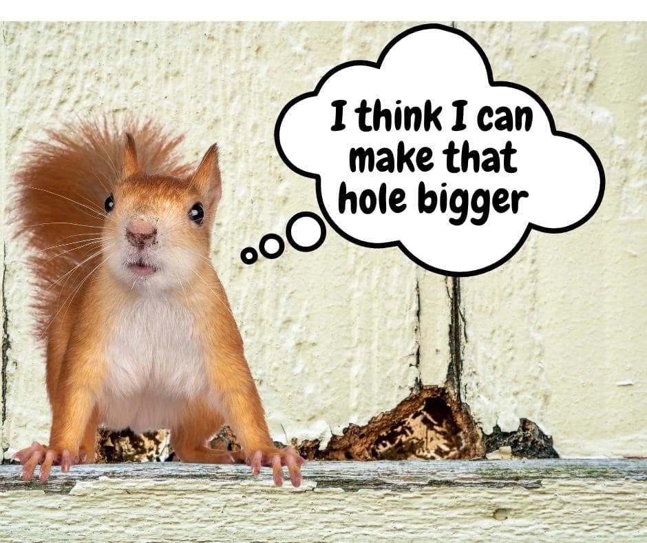 Photo of a squirrel in front of damaged siding with a thought bubble that says, "i think i can make that hole bigger".