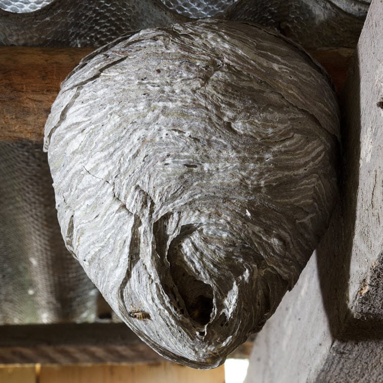 Close-up of a wasp nest