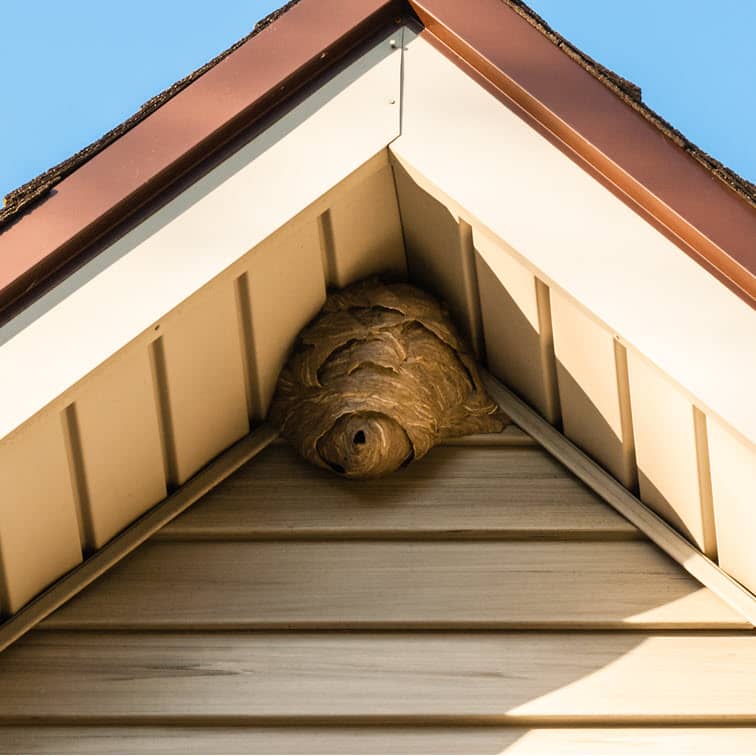 Photo of a wasp nest under eve of a house