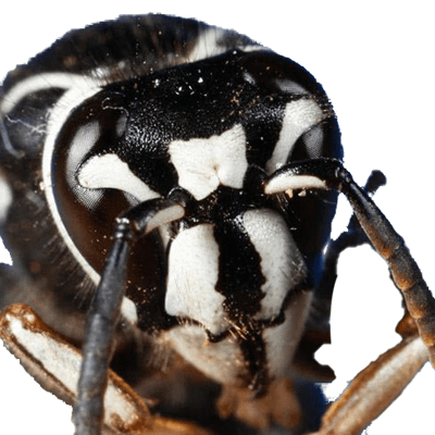 Photo of a bald faced hornet up close showing the split face appearance