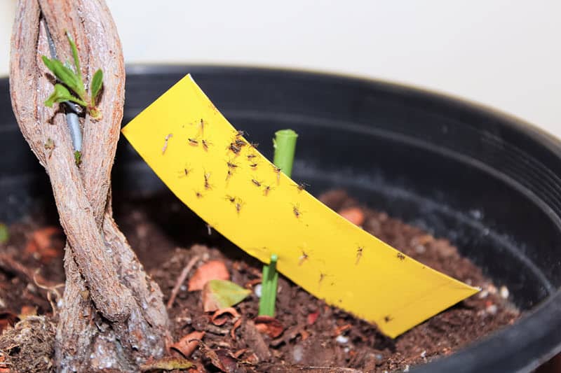 Photo of an insect glue trap placed in a planter