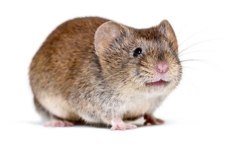 Isolated photo of a meadow vole. Front view.