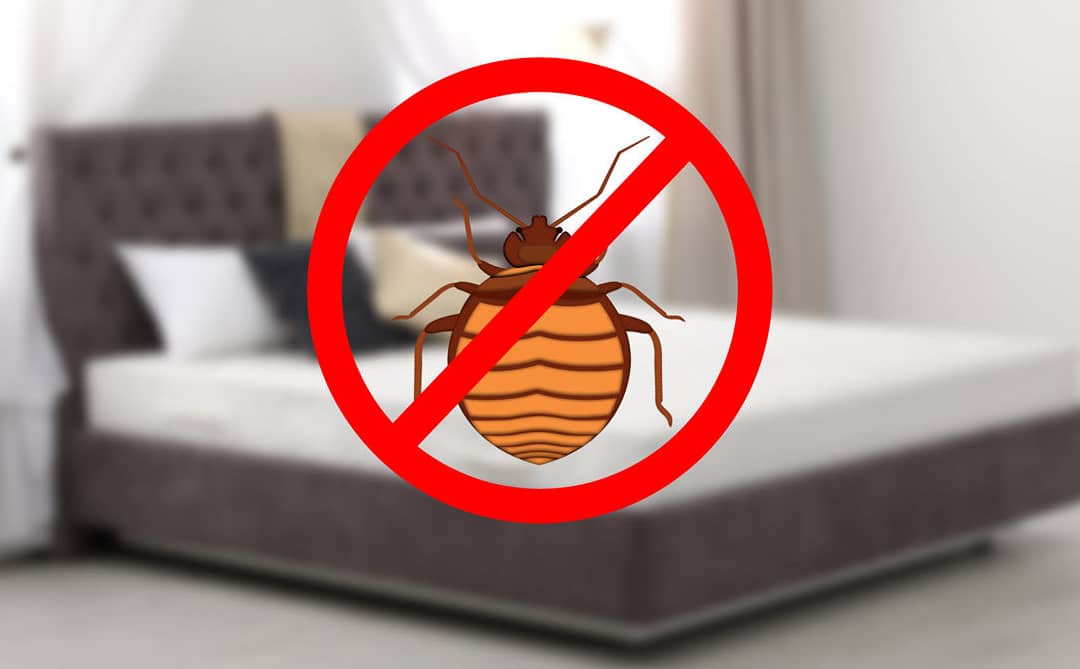 How To Get Rid of Bed Bugs Yourself in 5 Steps