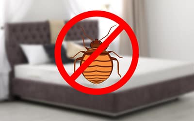 How to get rid of bed bugs yourself in 5 steps