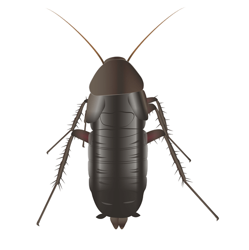 Realistic drawing of an oriental cockroach