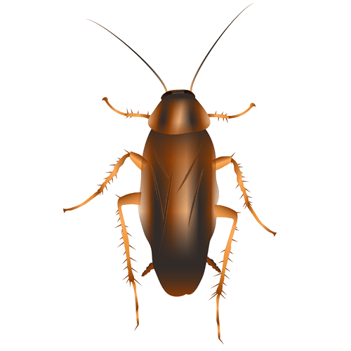Realistic drawing of a german cockroach