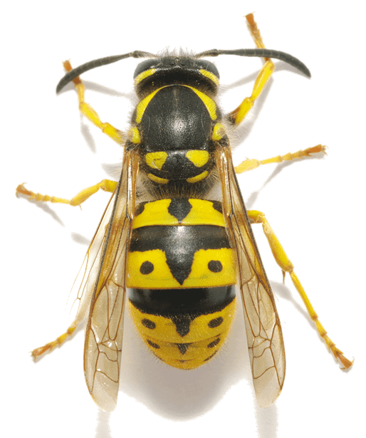 Close-up of a wasp. Top view.