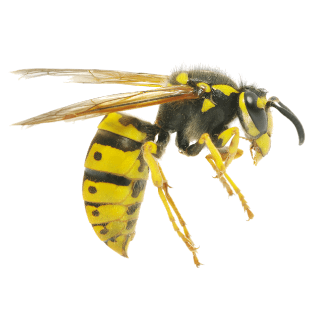 Close-up photo of a wasp. Side view.