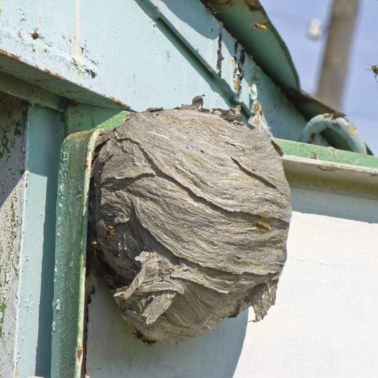 Photo of a hornet nest on the side of a shed, showing no shelter from weather is needed for a hornets' nest