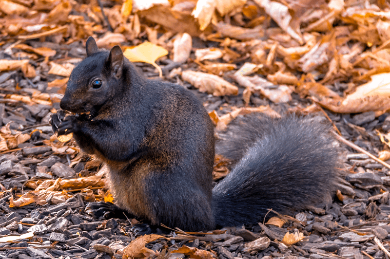 An eastern grey squirrel eating a pinecone