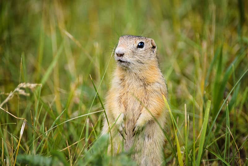 Photo of a ground squirrel standing on hind legs