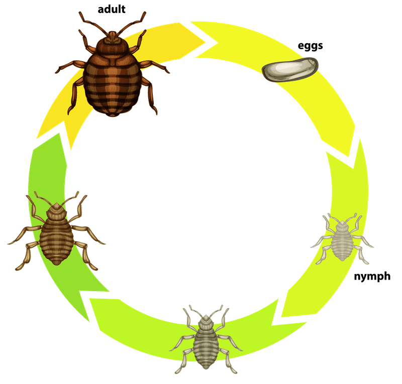Diagram of the life cycle of bed bugs egg to nymph to adult