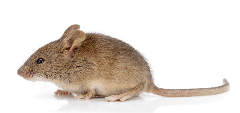 Photo of a common house mouse. Side view.