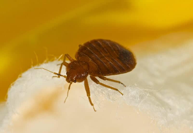 Bed bug close up - side angle view 800px